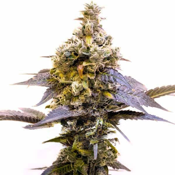 Animal Cookies