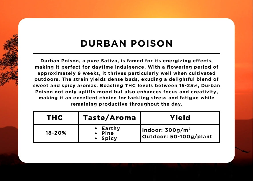 Durban Poison