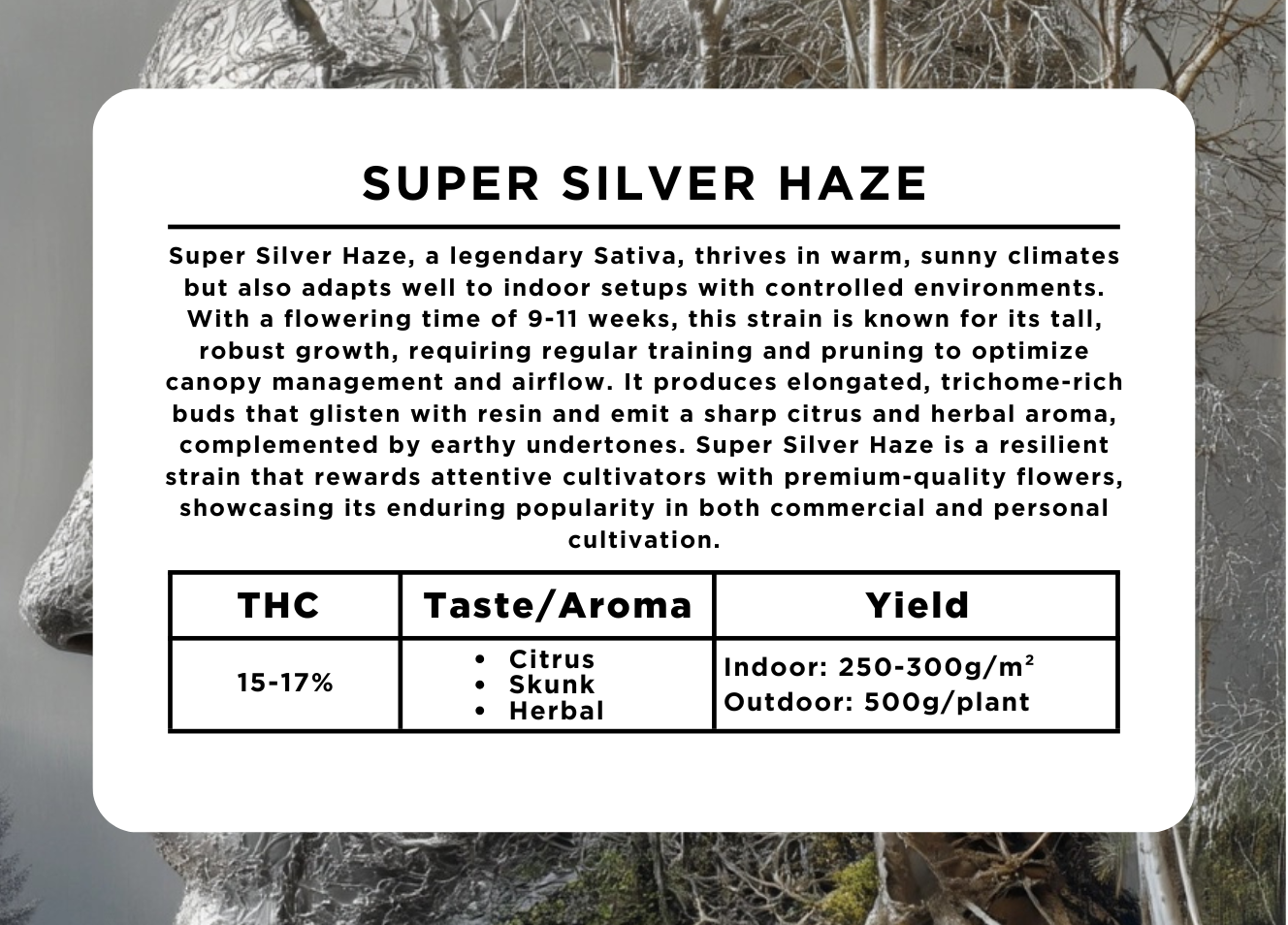 Super Silver Haze