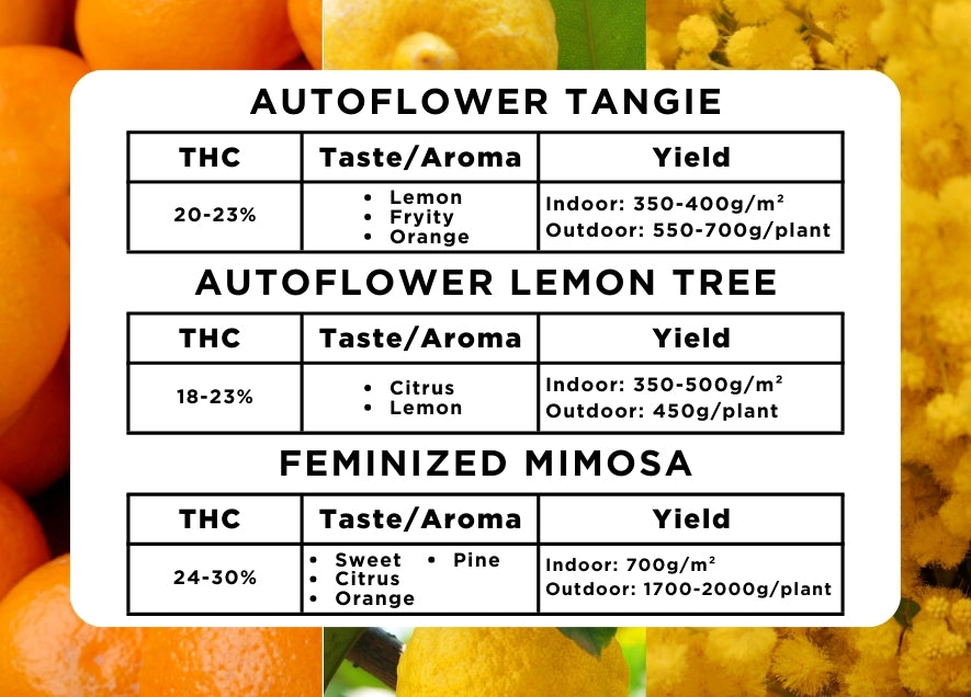 The Citrus Variety Pack Seeds - Buy Online