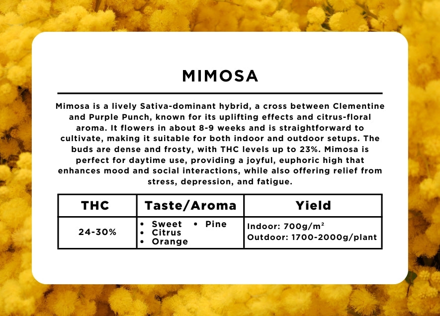 Mimosa