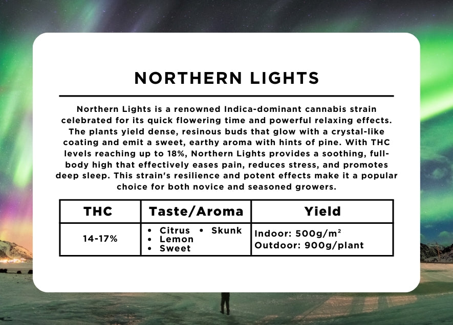 Northern Lights