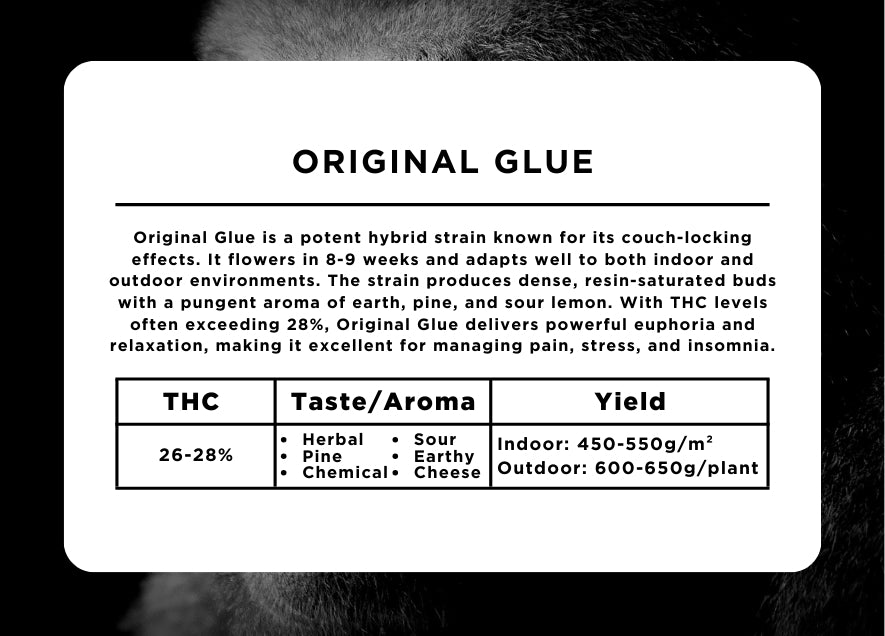 Original Glue