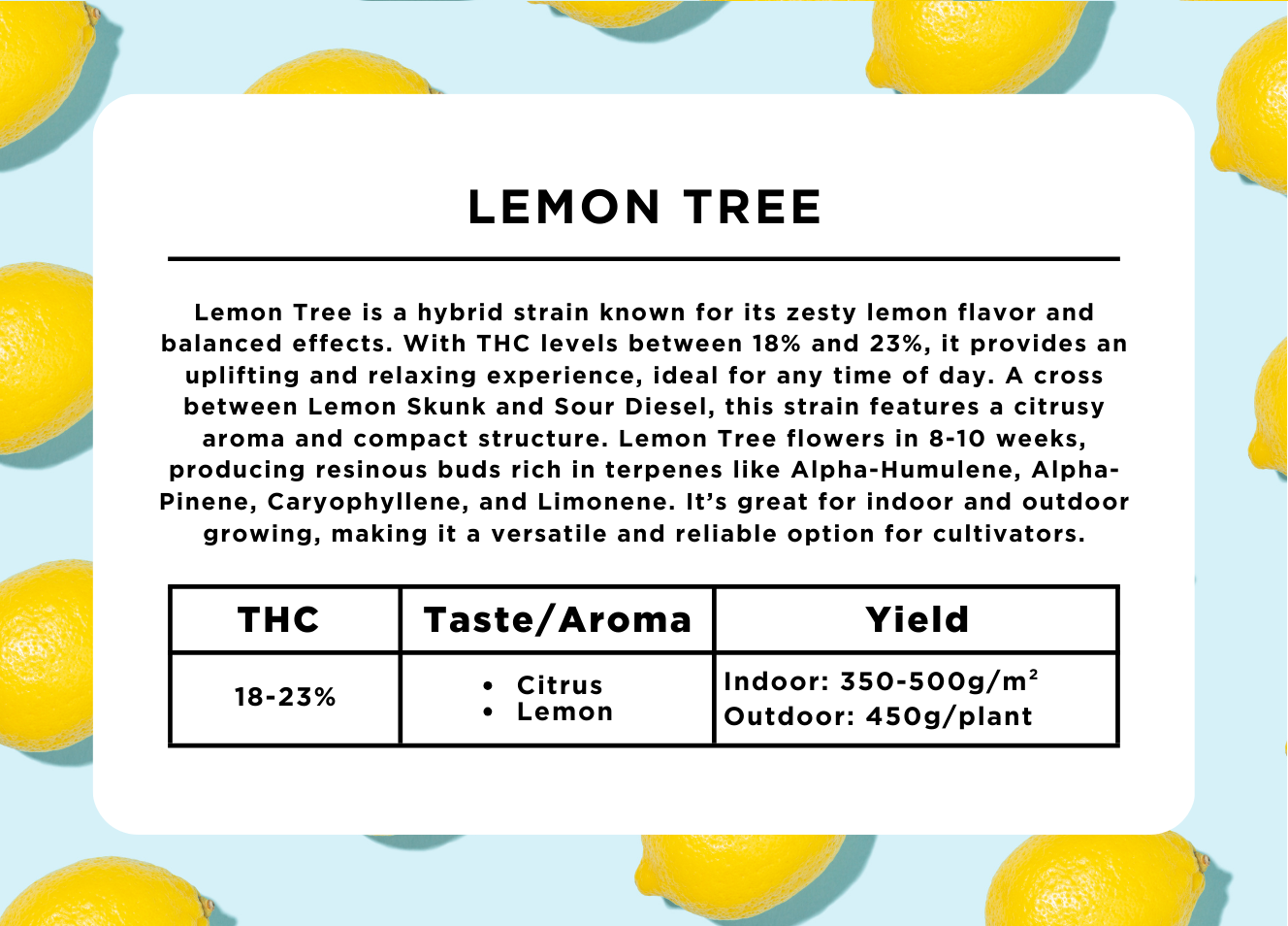 Lemon Tree