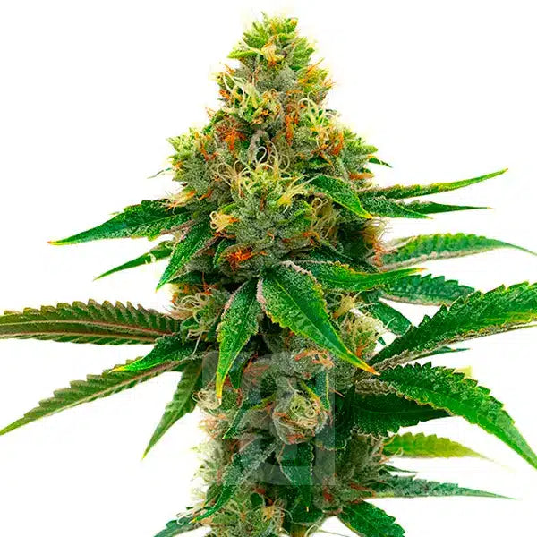 Honey Banana