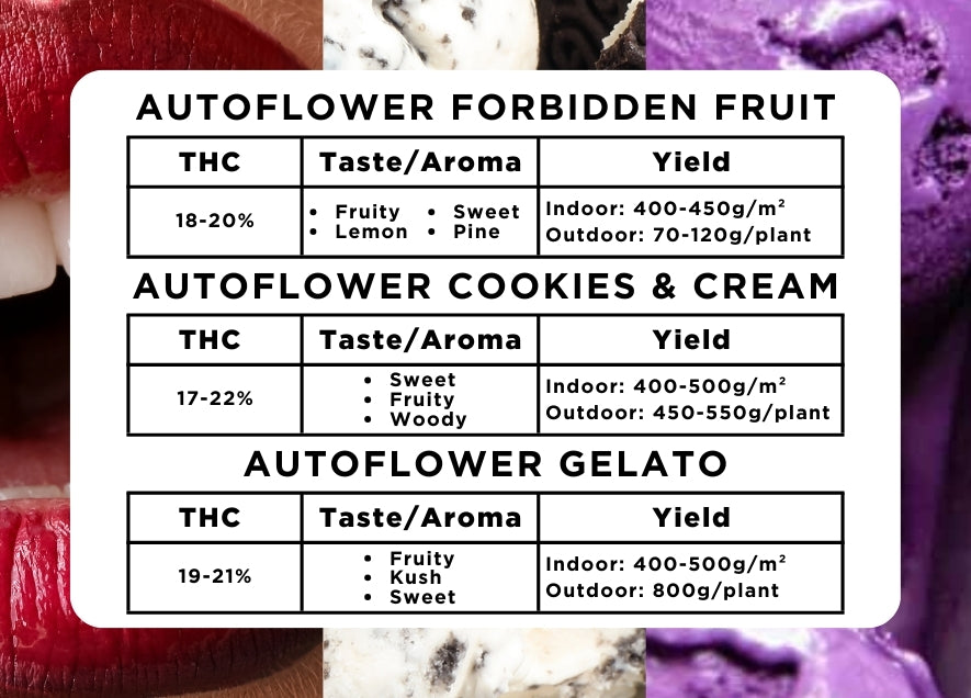 The Indulgence Variety Pack Seeds - Buy Online