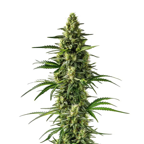 Lemon Tree