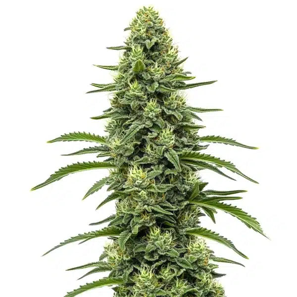 Skywalker OG