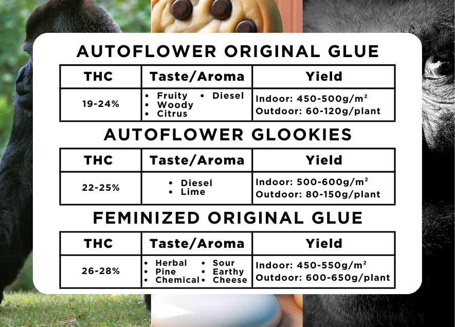 The Sticky Variety Pack Seeds - Buy Online