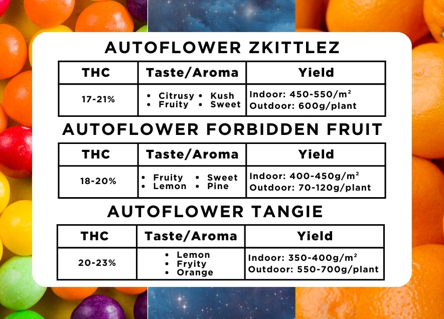 The Terps Variety Pack Seeds - Buy Online