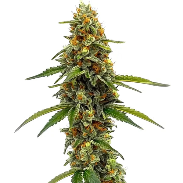 ACDC 18:1 CBD