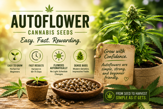 Autoflower cannabis seeds for beginners - easy, fast, rewarding. Harvest in 60-75 days.