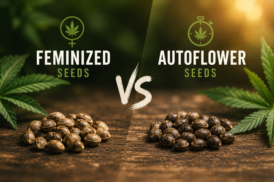 Feminized Seeds vs Autoflower Seeds - comparison guide for cannabis growers