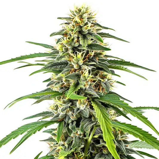 Amnesia Haze