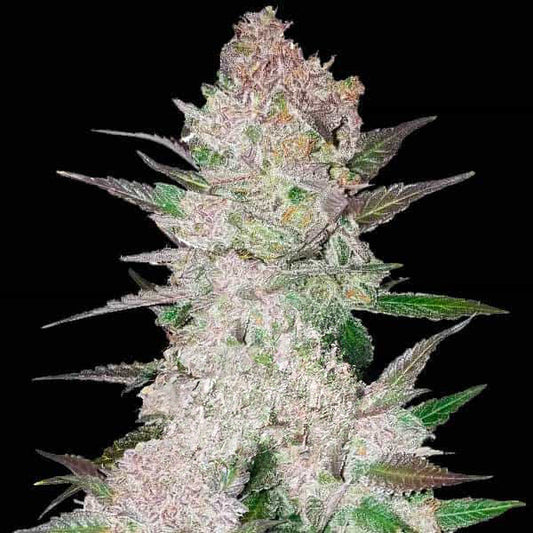 Cookies & Cream