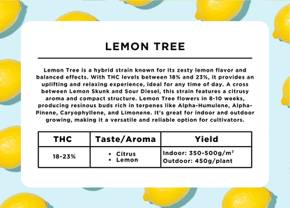 Lemon Tree
