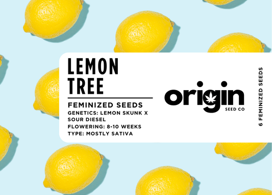 Lemon Tree
