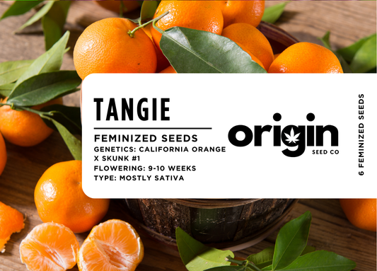 Tangie