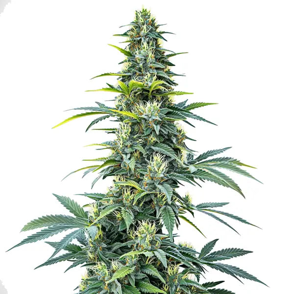 Super Silver Haze