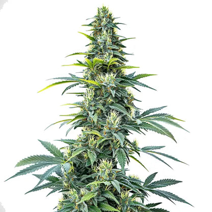 Super Silver Haze