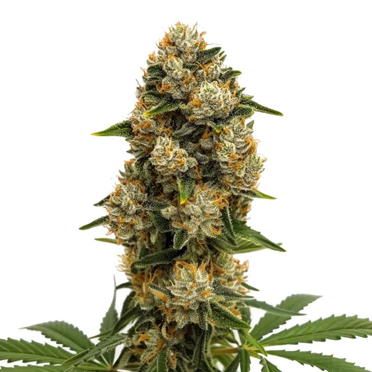 Durban Poison