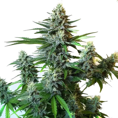 Original Glue